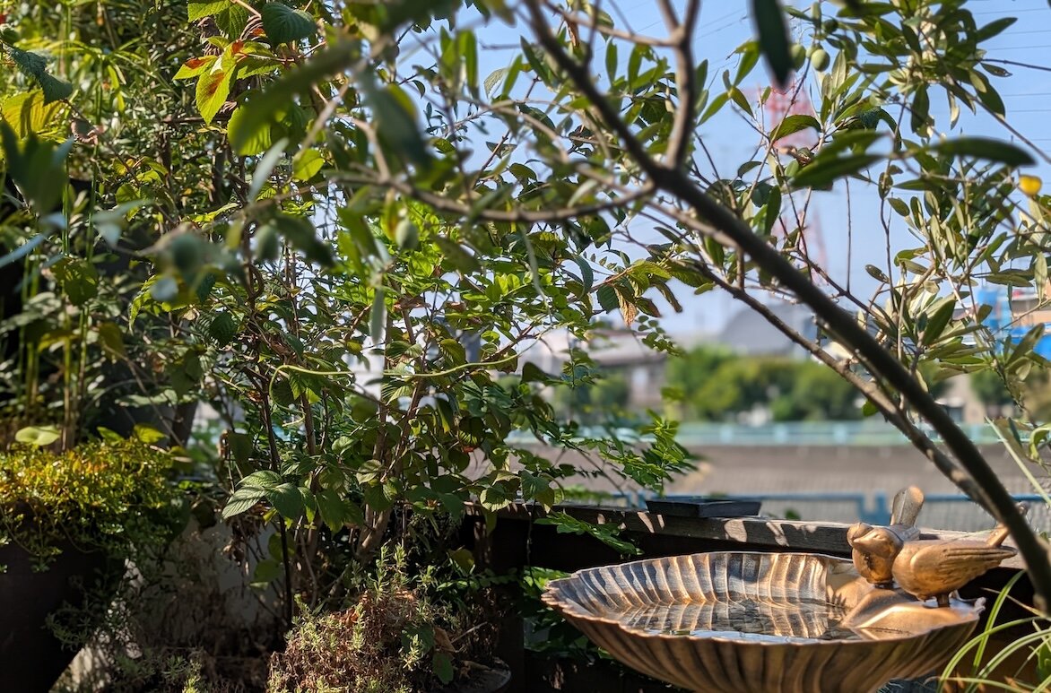 2025_birdbath_2.jpg