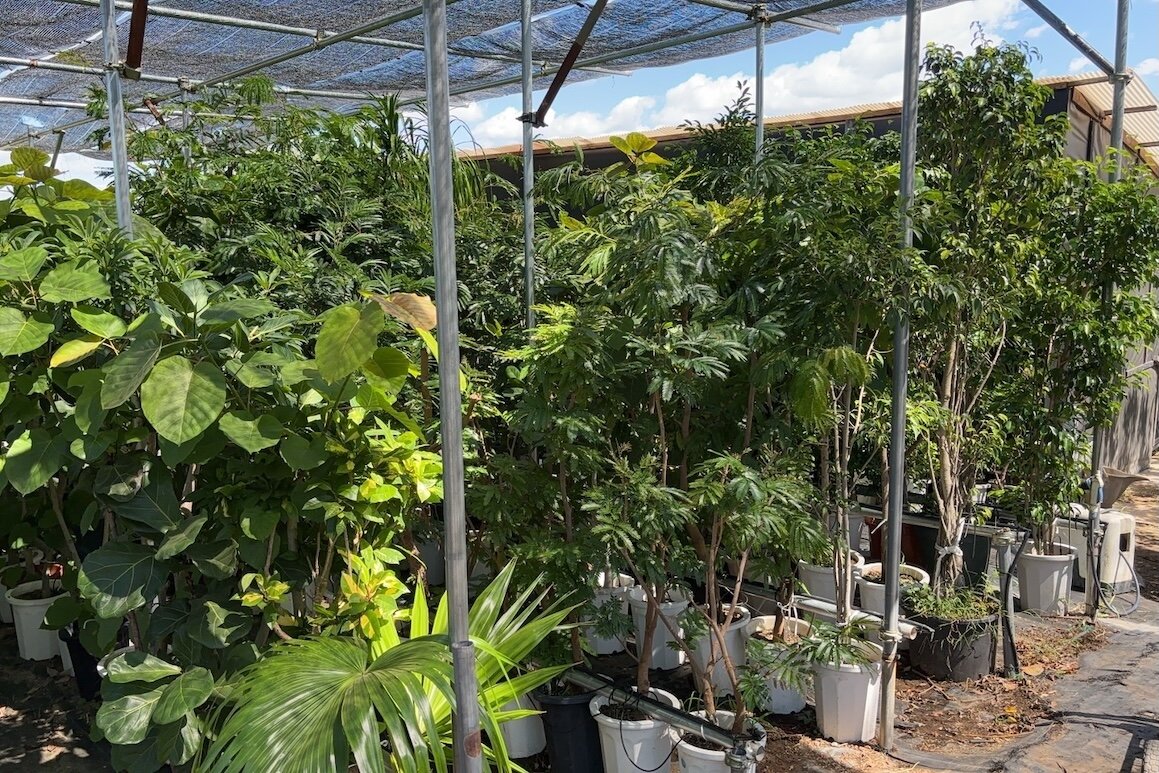 2025_plantsmarket_2.jpg