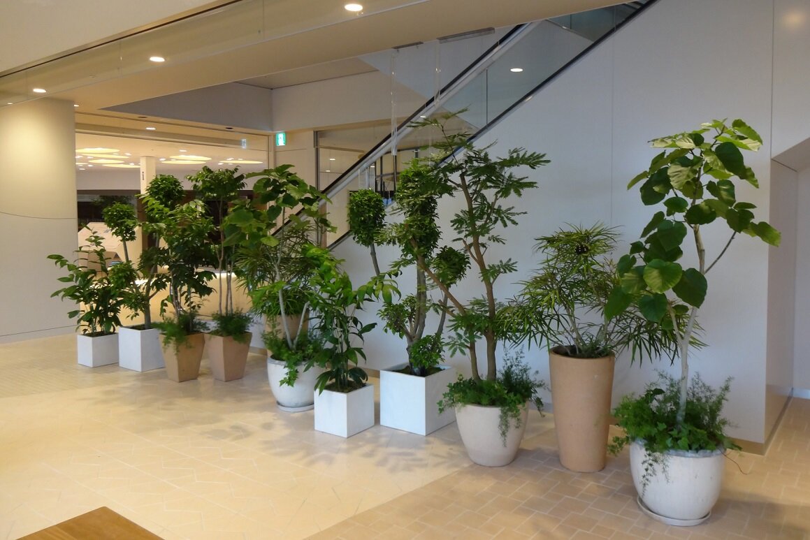 スカイツリーの屋内植栽画像4