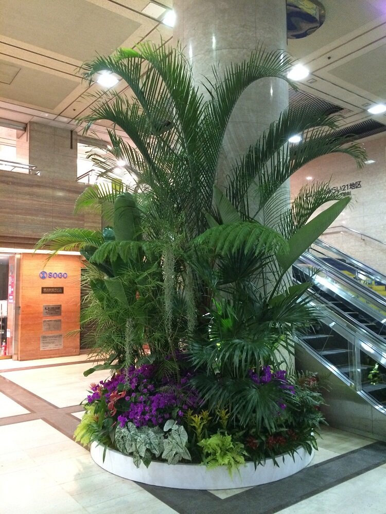 2015sogoyokotropical1.jpg