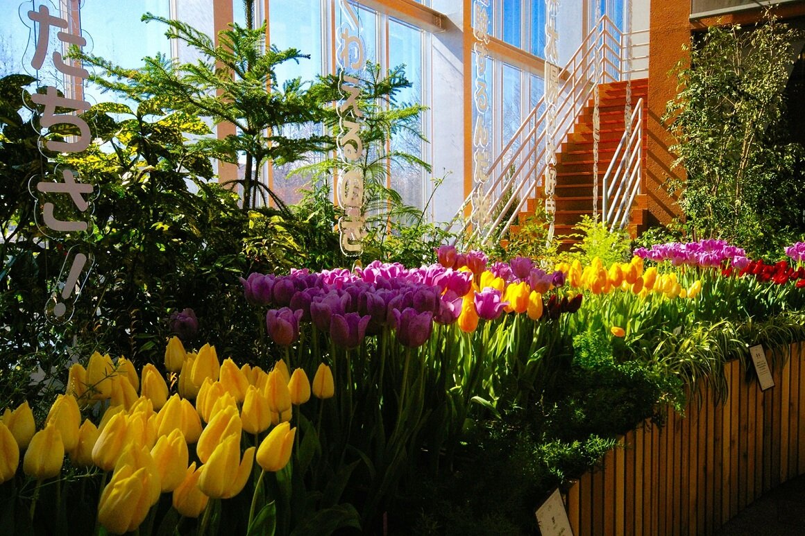 富山チューリップ四季彩館の画像4