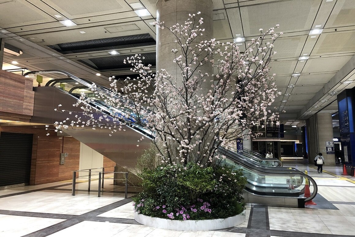 2020yokososakura2.jpg